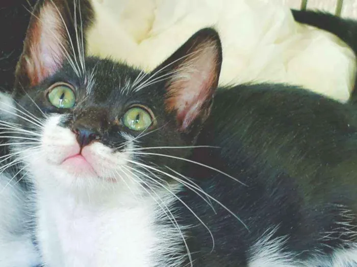 Gato ra a SRD idade 2 a 6 meses nome HELINHO FRAJOLA