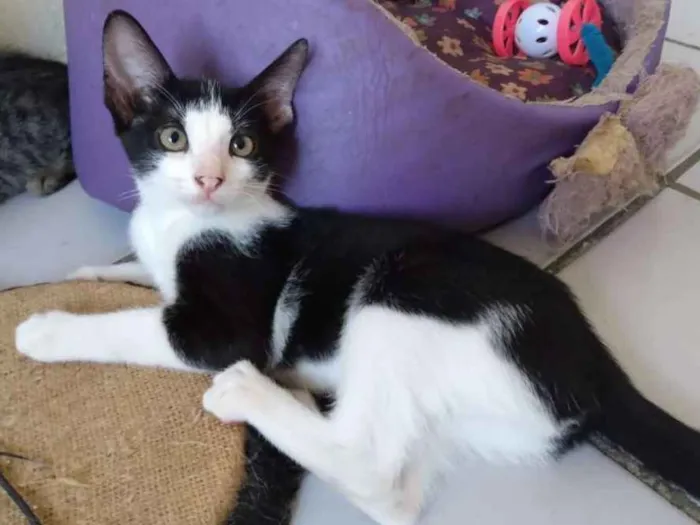 Gato raça Srd idade 2 a 6 meses nome Marilu