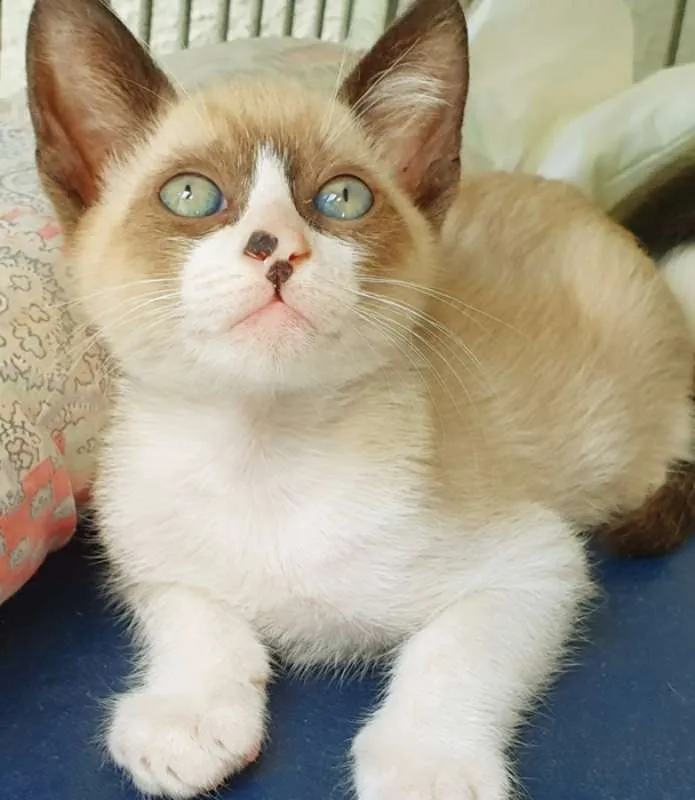 Gato ra a SRD idade 2 a 6 meses nome JOVENTINO MIX