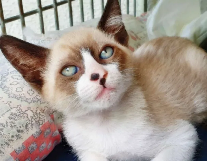 Gato ra a SRD idade 2 a 6 meses nome JOVENTINO MIX