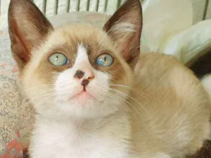 Gato raça SRD idade 2 a 6 meses nome JOVENTINO MIX