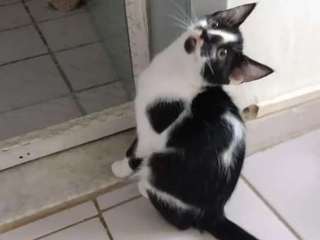 Gato raça Srd idade 2 a 6 meses nome Pedrinho