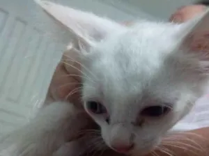 Gato raça Não sei idade Abaixo de 2 meses nome Não tem