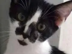 Gato raça Srd idade 2 a 6 meses nome Pedrinho