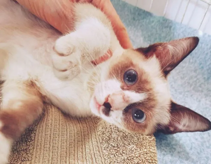 Gato ra a SRD idade 2 a 6 meses nome BERALDO MIX