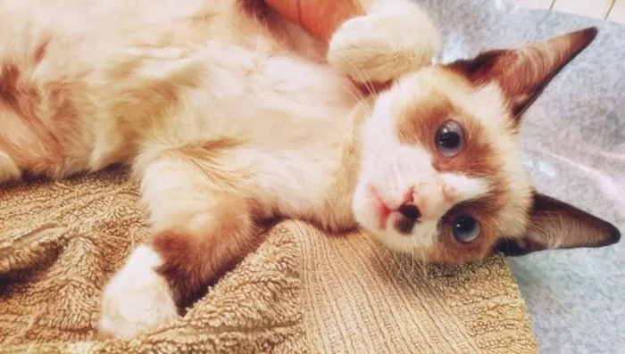 Gato ra a SRD idade 2 a 6 meses nome BERALDO MIX