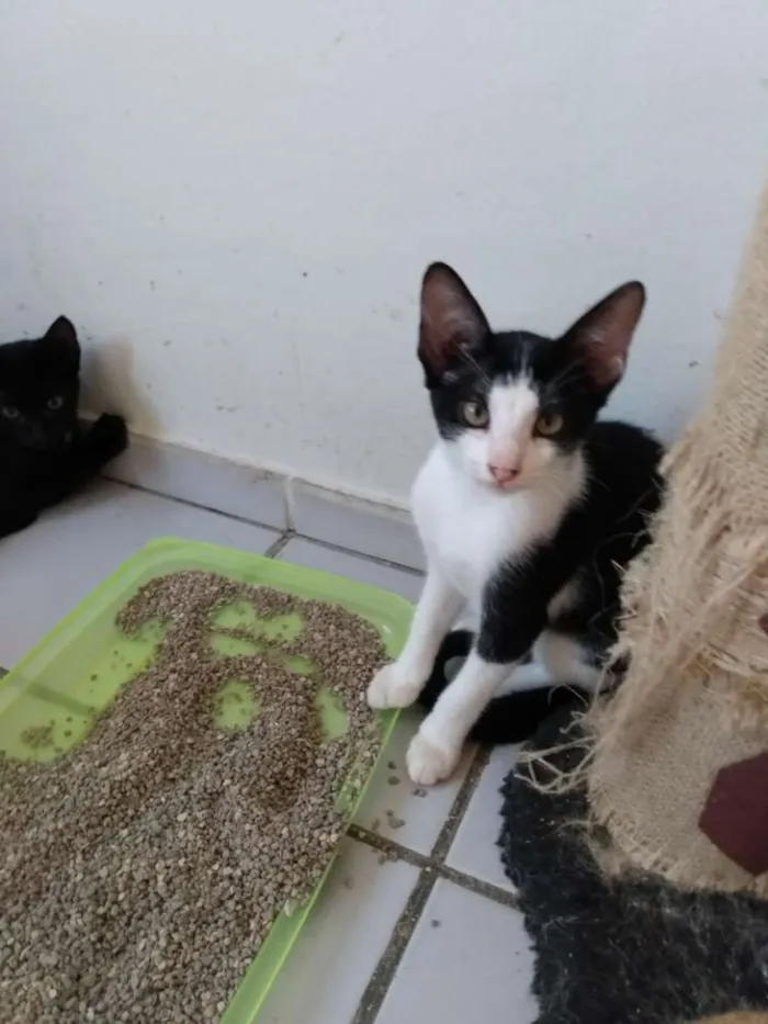 Gato raça Srd idade 2 a 6 meses nome Marilu