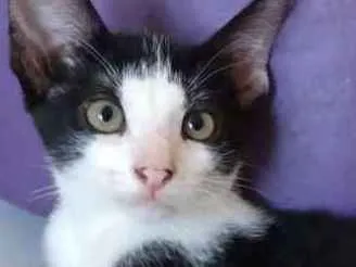 Gato raça Srd idade 2 a 6 meses nome Marilu