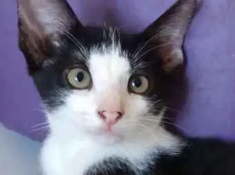 Gato raça Srd idade 2 a 6 meses nome Marilu