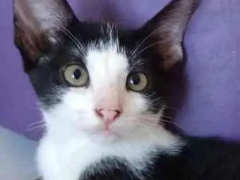 Gato raça Srd idade 2 a 6 meses nome Marilu
