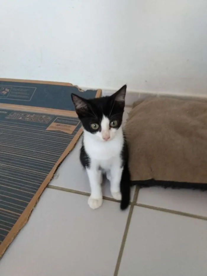 Gato raça Srd idade Abaixo de 2 meses nome Apolo