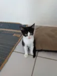 Apolo