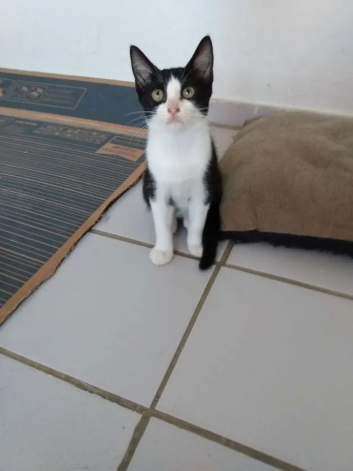 Gato raça Srd idade Abaixo de 2 meses nome Apolo
