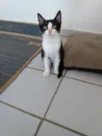 Apolo