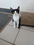 Apolo