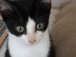 Gato raça Srd idade Abaixo de 2 meses nome Apolo