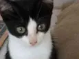 Apolo