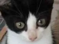 Gato raça Srd idade Abaixo de 2 meses nome Apolo