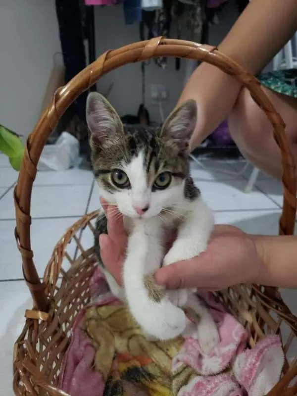 Gato ra a SRD idade 2 a 6 meses nome Pudim
