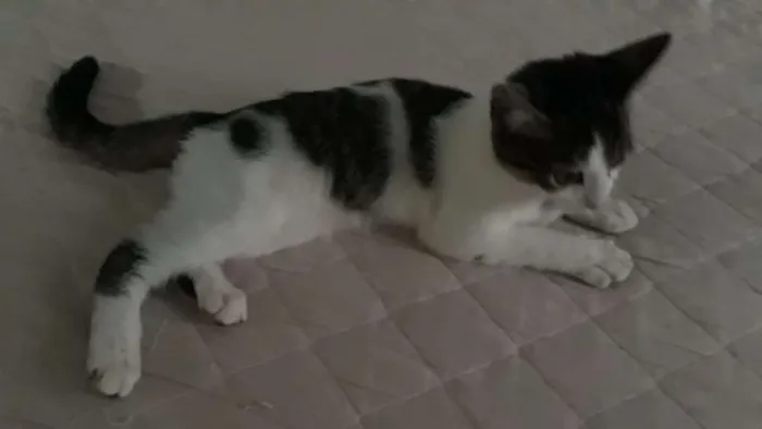 Gato ra a SRD idade 2 a 6 meses nome Pudim