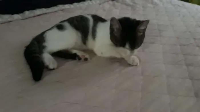 Gato ra a SRD idade 2 a 6 meses nome Pudim