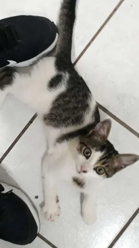 Gato ra a SRD idade 2 a 6 meses nome Pudim