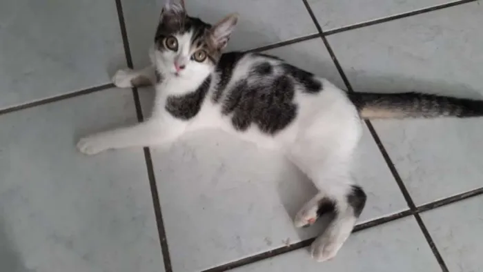 Gato ra a SRD idade 2 a 6 meses nome Pudim