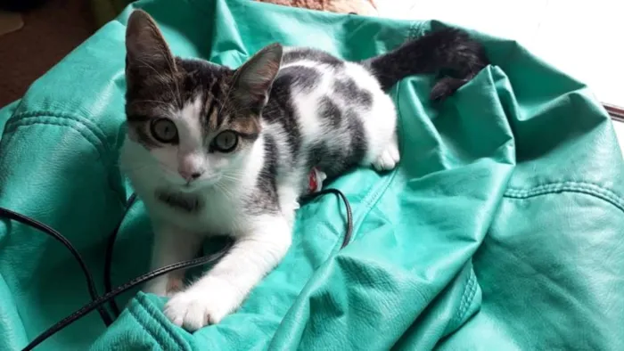 Gato ra a SRD idade 2 a 6 meses nome Pudim