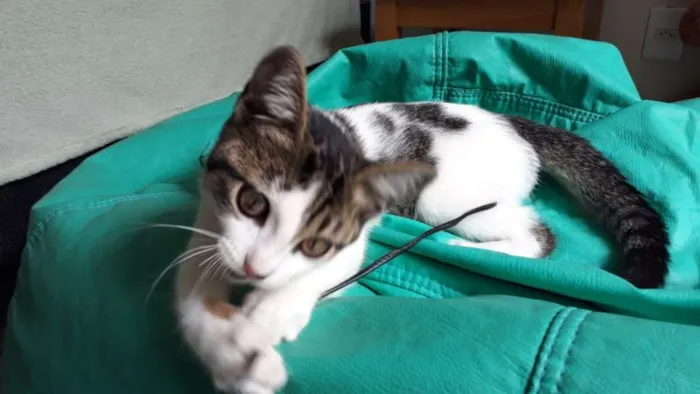 Gato ra a SRD idade 2 a 6 meses nome Pudim