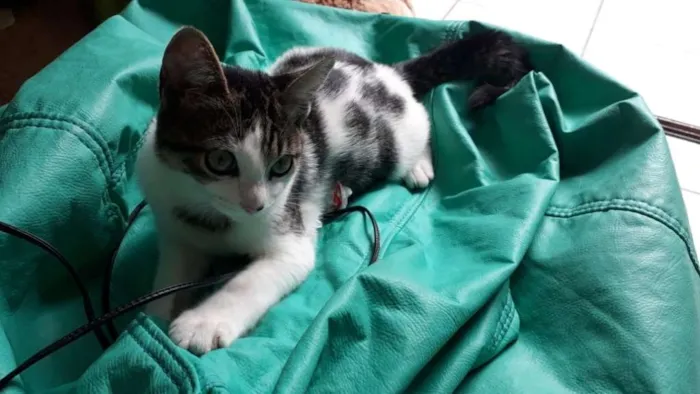 Gato ra a SRD idade 2 a 6 meses nome Pudim