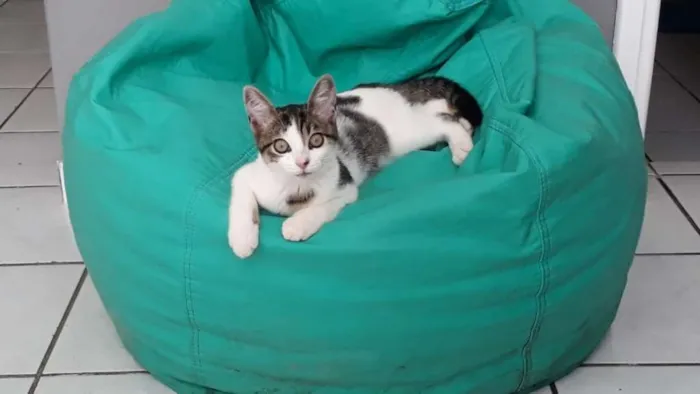 Gato ra a SRD idade 2 a 6 meses nome Pudim