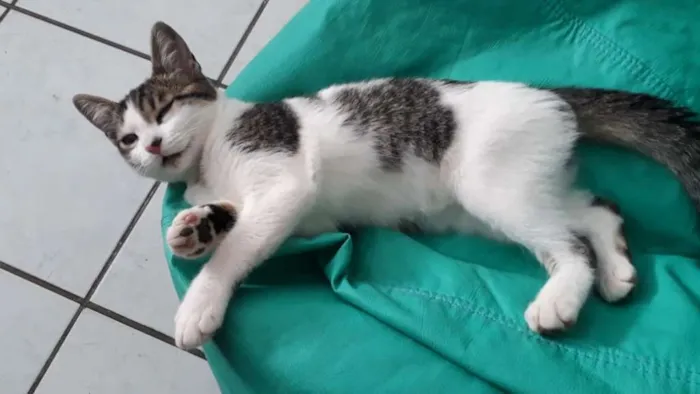Gato ra a SRD idade 2 a 6 meses nome Pudim