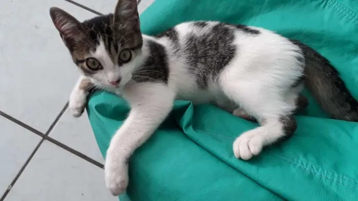 Gato ra a SRD idade 2 a 6 meses nome Pudim