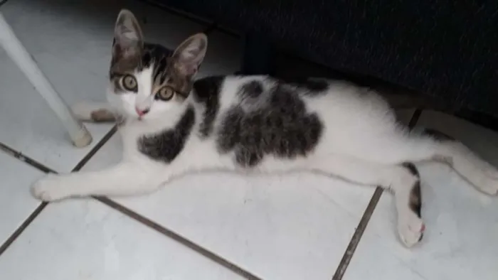 Gato ra a SRD idade 2 a 6 meses nome Pudim