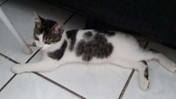 Gato ra a SRD idade 2 a 6 meses nome Pudim