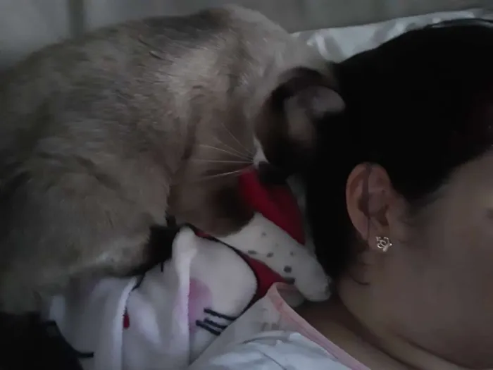 Gato raça Siamês  idade 2 anos nome Ravena