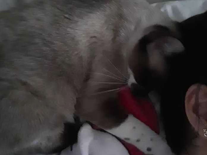 Gato raça Siamês  idade 2 anos nome Ravena