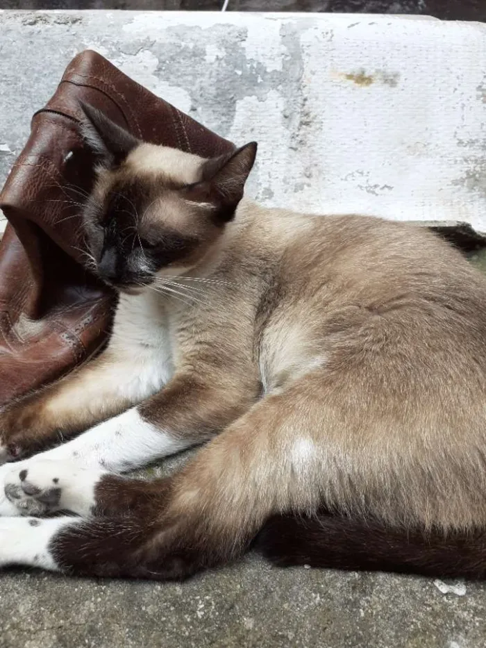 Gato raça Siamês  idade 2 anos nome Ravena