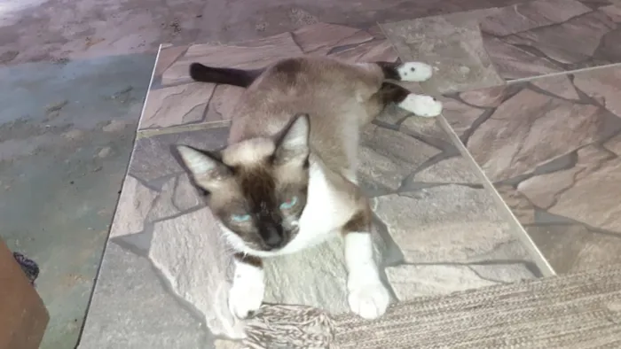 Gato raça Siamês  idade 2 anos nome Ravena