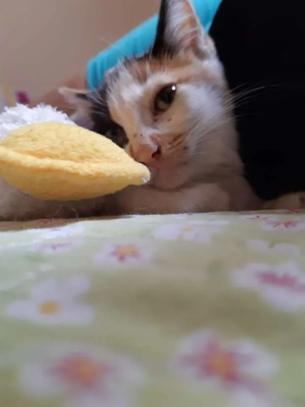 Gato ra a SRD idade 2 a 6 meses nome Lindinha