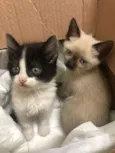 Gatinhos