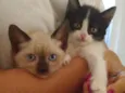 Gatinhos