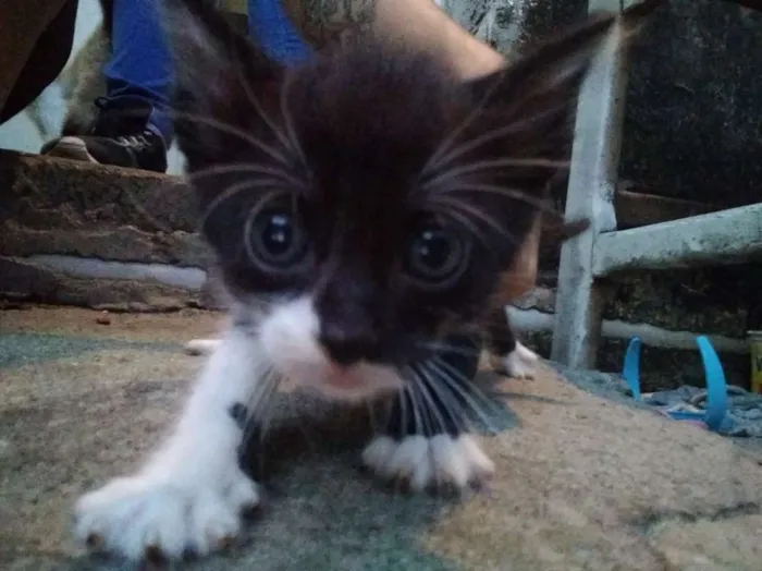 Gato ra a Viralata idade 2 a 6 meses nome Não tem