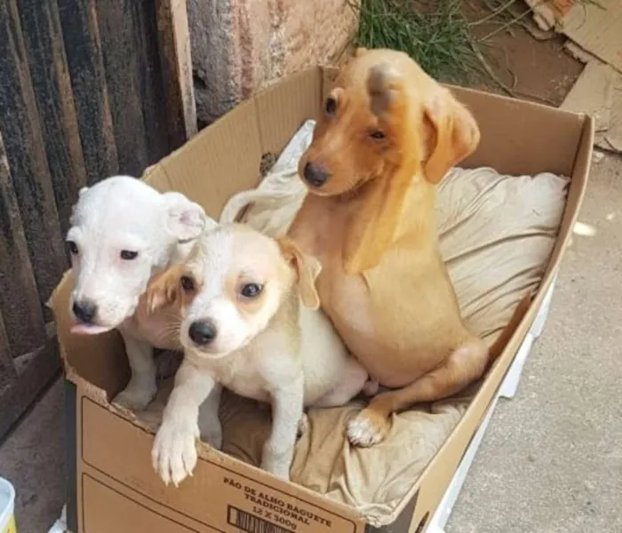 Cachorro ra a SRD idade 2 a 6 meses nome Filhotinhos