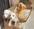 Filhotinhos