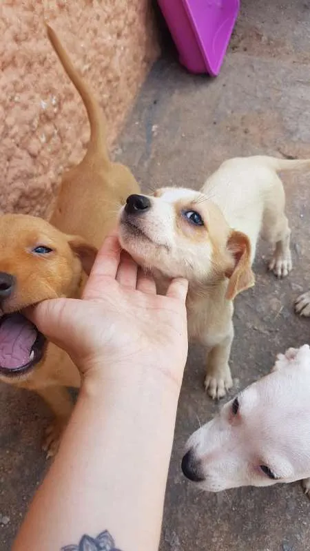 Cachorro ra a SRD idade 2 a 6 meses nome Filhotinhos