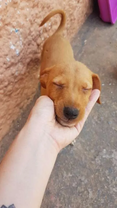 Cachorro ra a SRD idade 2 a 6 meses nome Filhotinhos