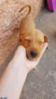 Filhotinhos