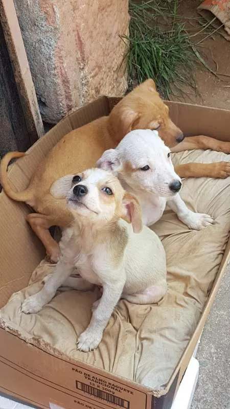 Cachorro ra a SRD idade 2 a 6 meses nome Filhotinhos