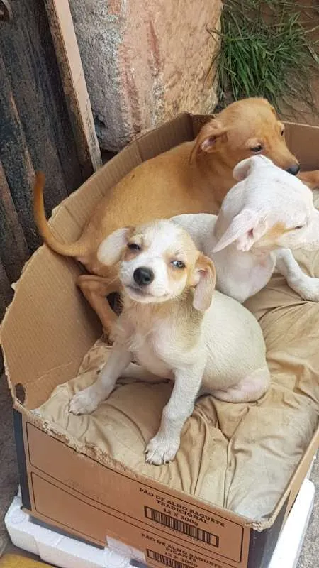 Cachorro ra a SRD idade 2 a 6 meses nome Filhotinhos